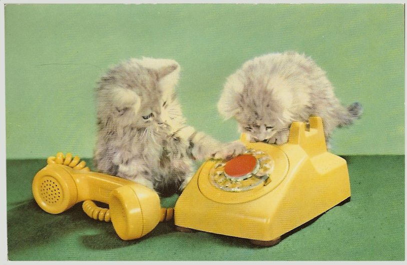 Cats on old-fashioned yellow phone